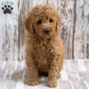 Krista, Mini Labradoodle Puppy